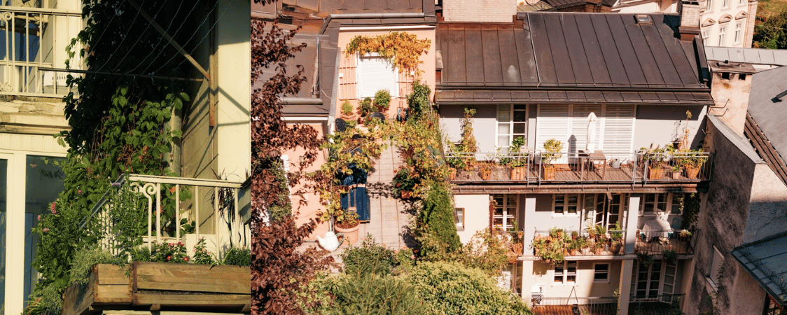 Pěstování bylinek doma